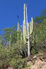 Stenocereus montanus