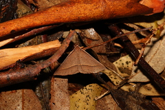 Epidesmia chilonaria