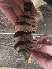 Oxylebius pictus