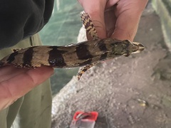 Oxylebius pictus