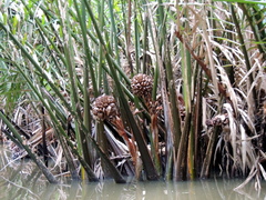 Nypa fruticans