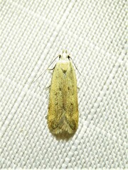 Anacampsis fullonella