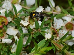 Leioproctus irroratus