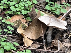 Coprinopsis uliginicola