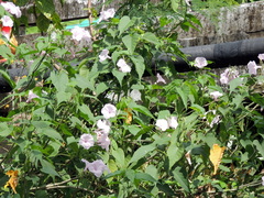 Ipomoea carnea