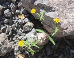 Melampodium appendiculatum