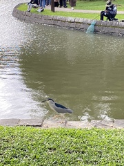 Nycticorax nycticorax nycticorax