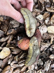 Xerocomellus dryophilus