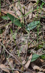 Cryptostylis leptochila