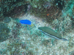 Canthigaster callisterna