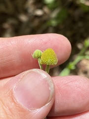 Helenium thurberi