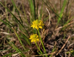 Polygala rugelii