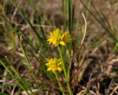 Polygala rugelii