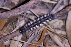 Anthelidae