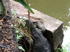 Varanus salvator macromaculatus