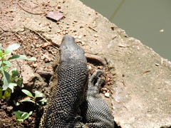 Varanus salvator macromaculatus