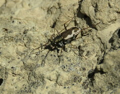 Neocicindela latecincta