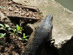 Varanus salvator macromaculatus