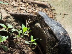 Varanus salvator macromaculatus