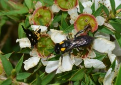 Leioproctus irroratus