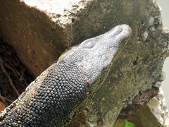 Varanus salvator macromaculatus