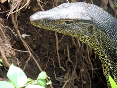 Varanus salvator macromaculatus