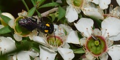 Leioproctus irroratus
