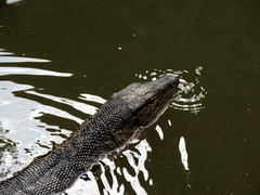 Varanus salvator macromaculatus
