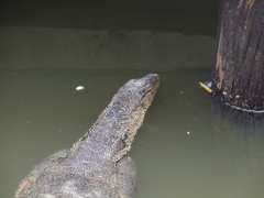 Varanus salvator macromaculatus