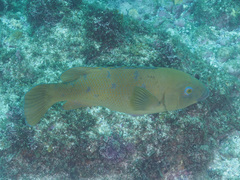 Achoerodus viridis