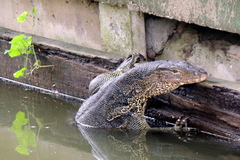 Varanus salvator macromaculatus