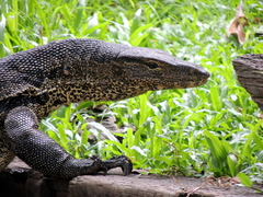 Varanus salvator macromaculatus