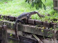 Varanus salvator macromaculatus