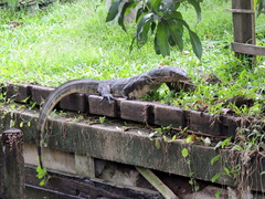 Varanus salvator macromaculatus