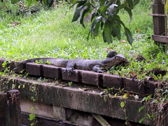 Varanus salvator macromaculatus