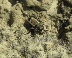 Neocicindela latecincta