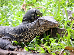 Varanus salvator macromaculatus