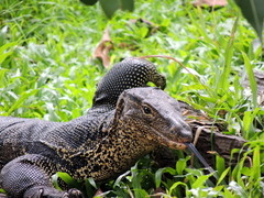 Varanus salvator macromaculatus