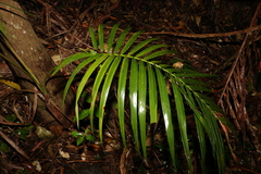 Archontophoenix cunninghamiana