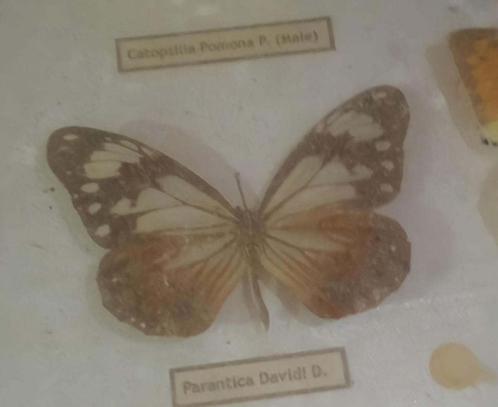 Parantica davidi