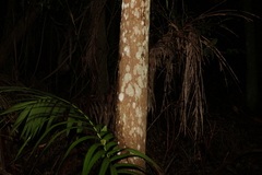 Archontophoenix cunninghamiana