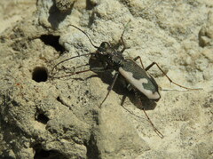 Neocicindela latecincta
