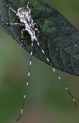 Cerambyrhynchus schonherri