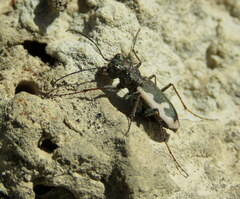 Neocicindela latecincta
