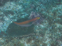 Stethojulis interrupta