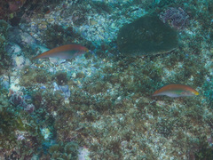 Stethojulis interrupta