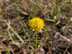 Polygala rugelii