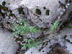 Pseudodictamnus hirsutus