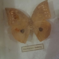 Discophora philippina