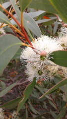 Eucalyptus diversifolia diversifolia